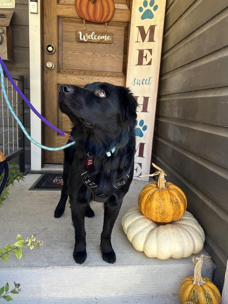 Enlarge 25-099 Cole "Coming Soon!", a Adoptable mixed breed in Richardson, TX image 4/5