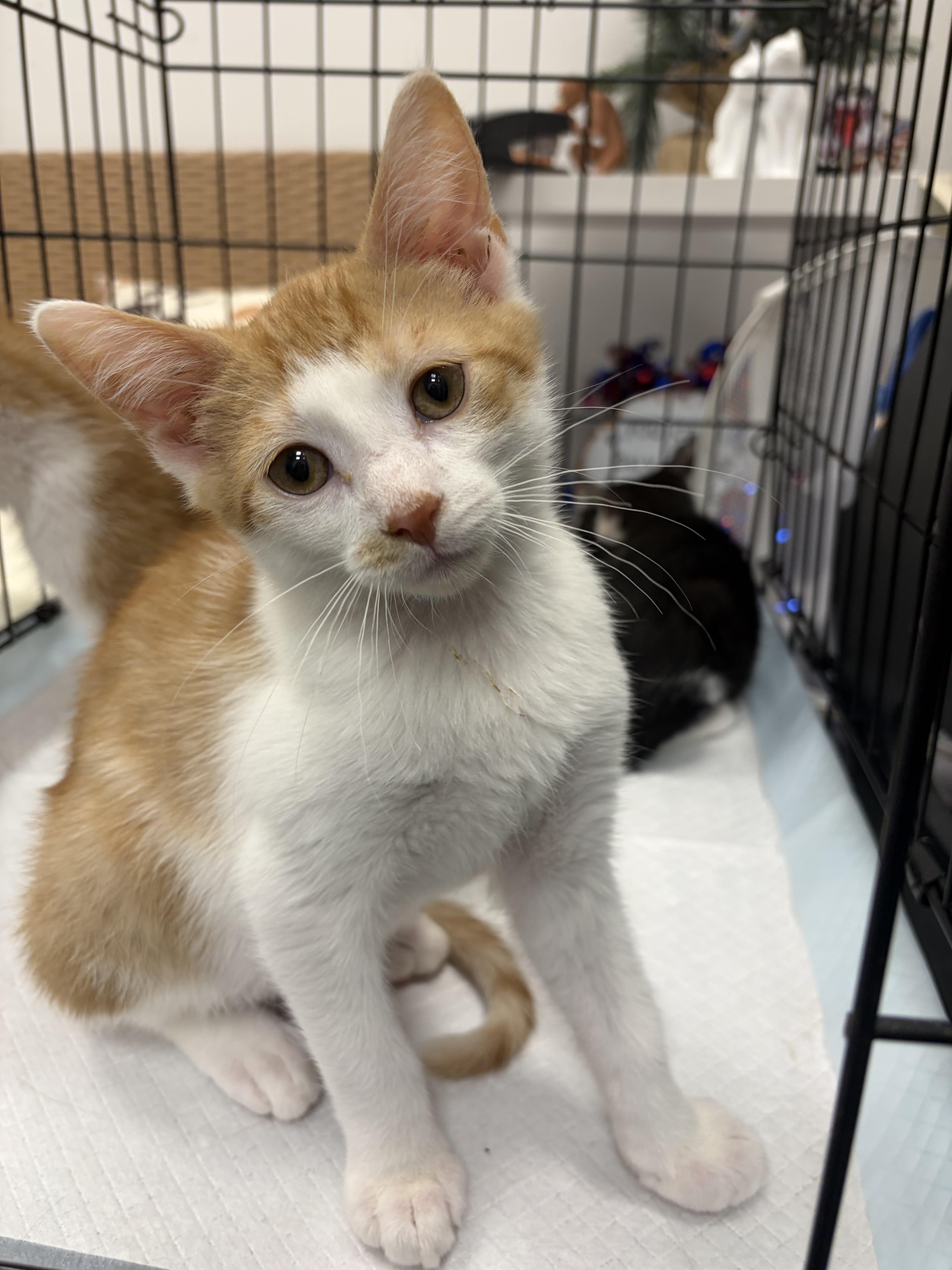 The Flintstones litter, ADOPTABLE, Kitten Male Domestic Short Hair.