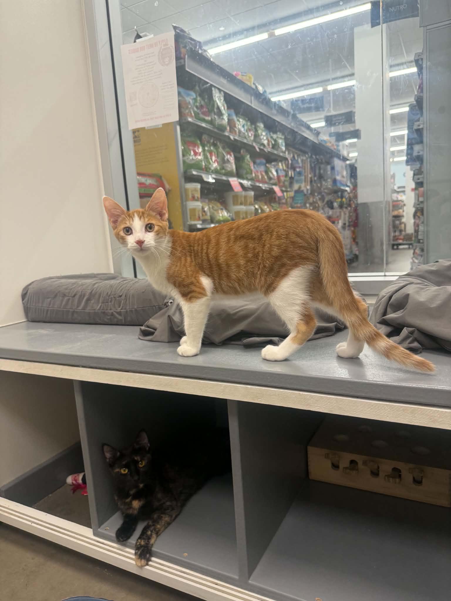 Bam Bam, a ADOPTABLE Domestic Short Hair in Staten Island, NY image 6/6