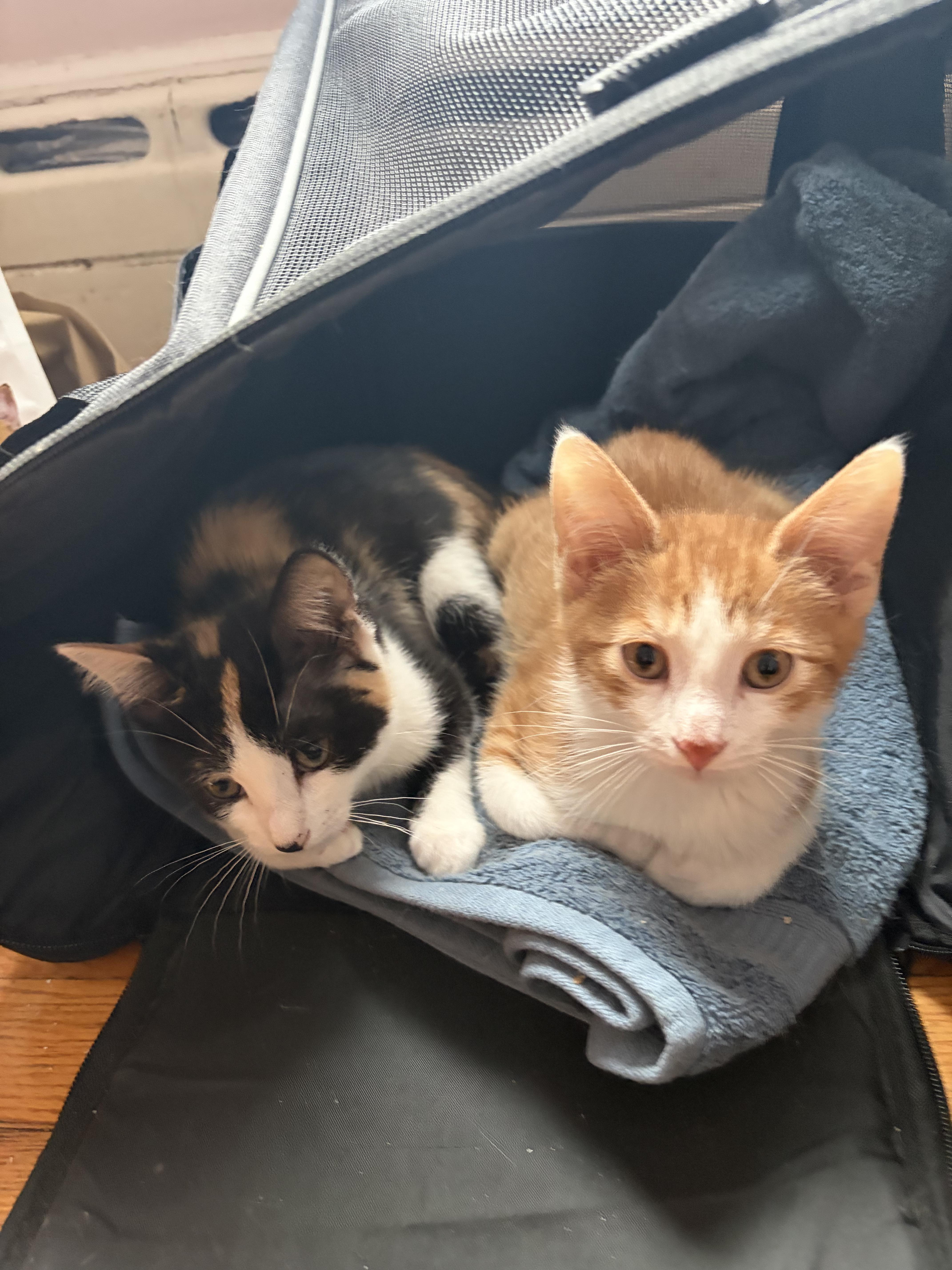 The Flintstones litter, a ADOPTABLE Domestic Short Hair in Staten Island, NY image 4/4