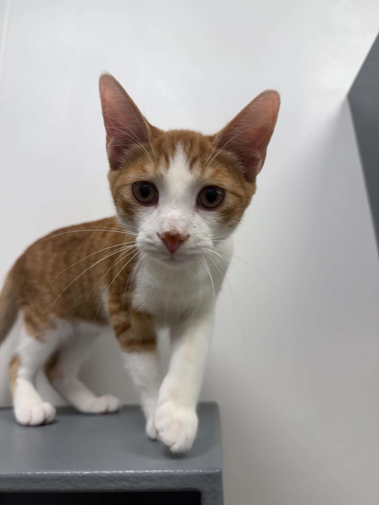 Bam Bam, a ADOPTABLE Domestic Short Hair in Staten Island, NY image 5/6