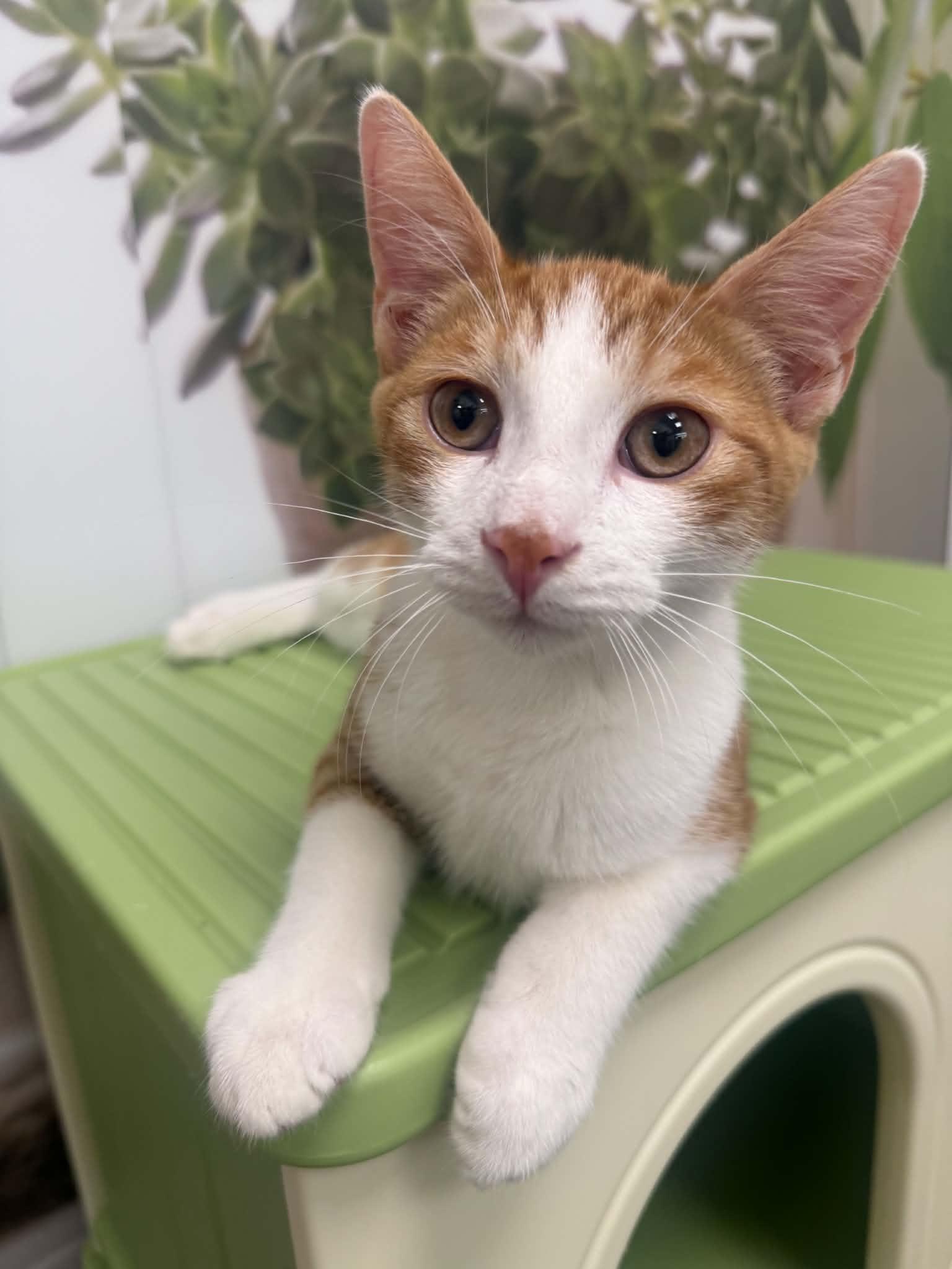 Bam Bam, ADOPTABLE, Kitten Male Domestic Short Hair.