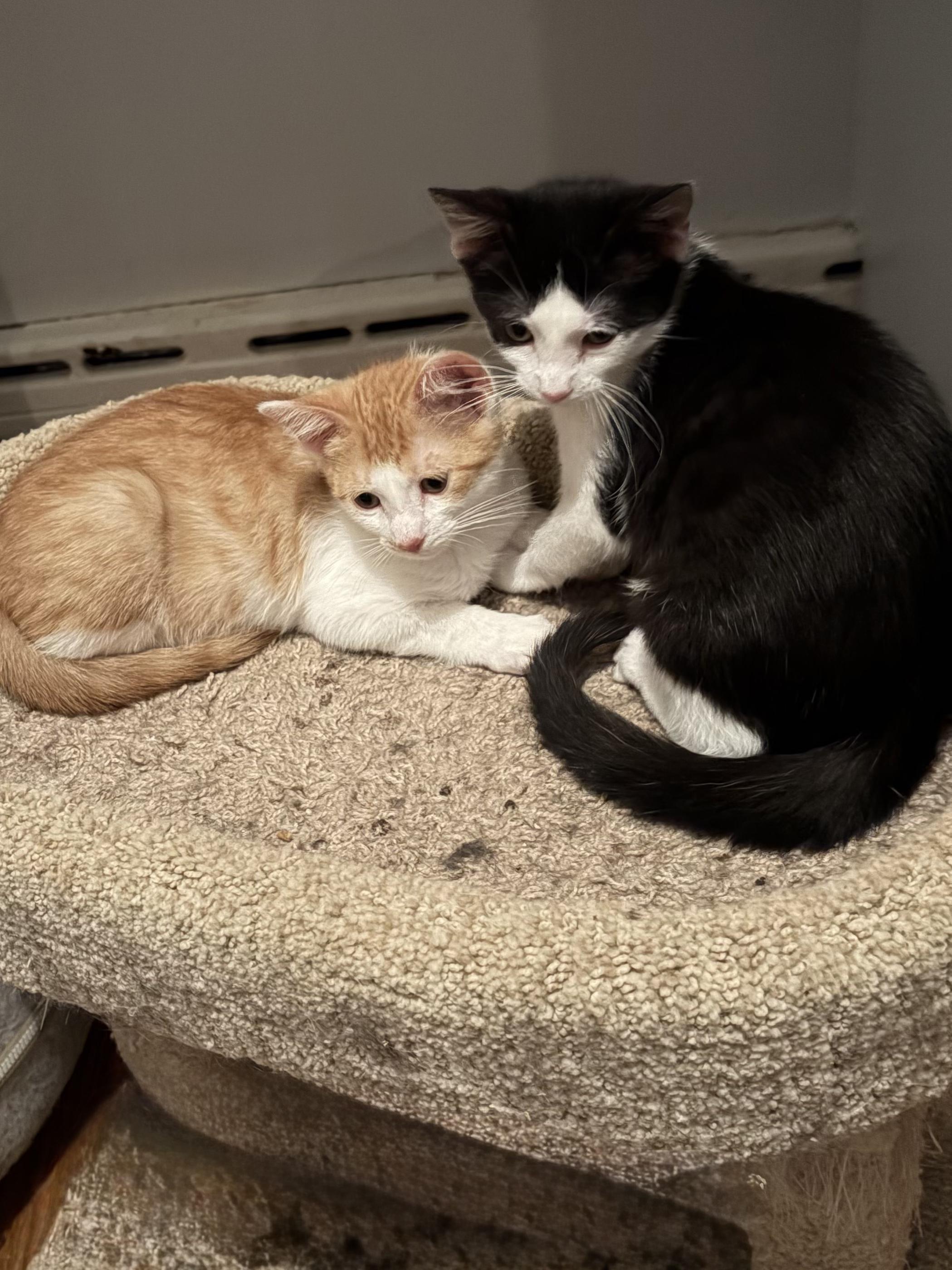 The Flintstones litter, a ADOPTABLE Domestic Short Hair in Staten Island, NY image 2/4