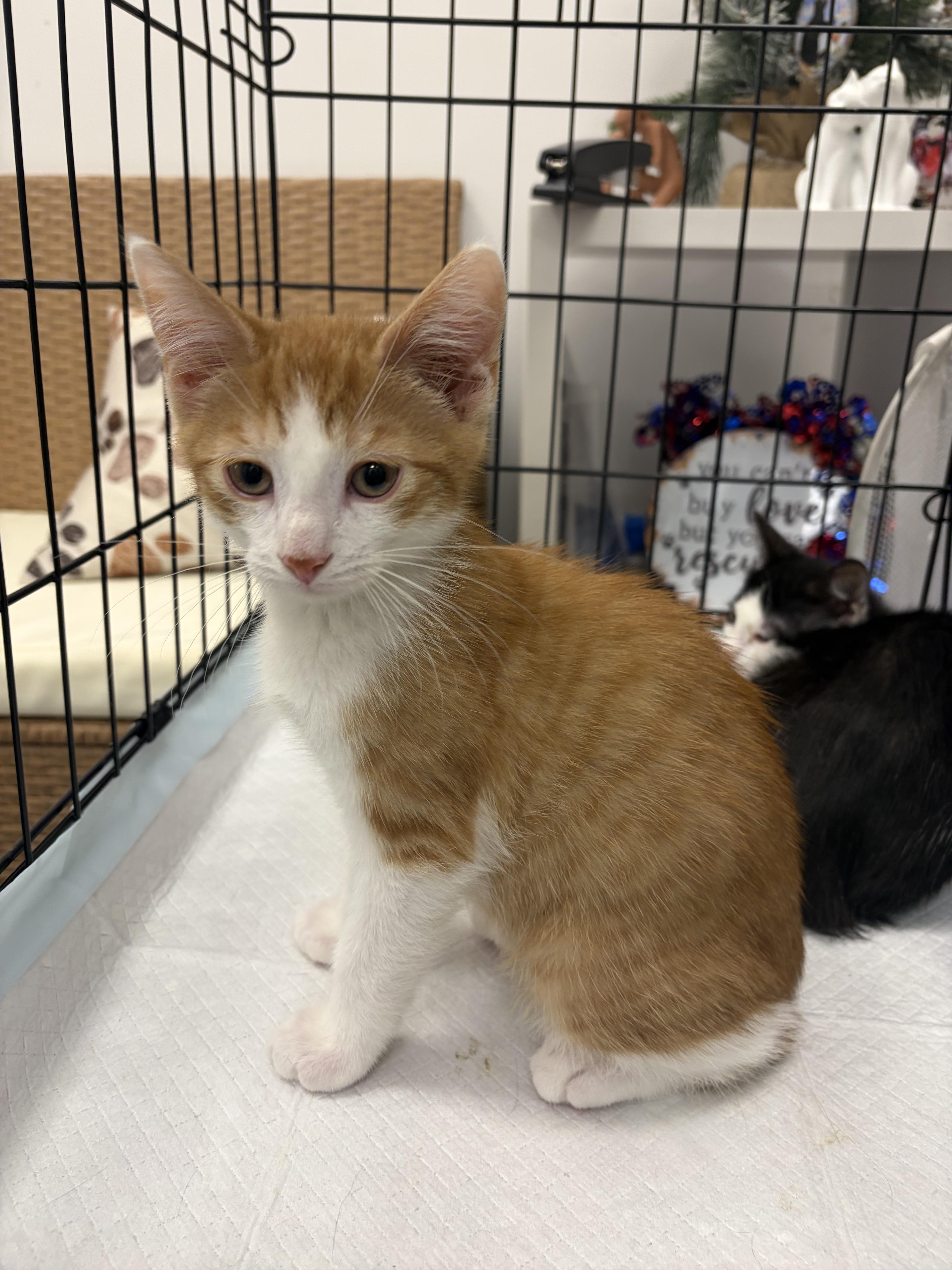 The Flintstones litter, a ADOPTABLE Domestic Short Hair in Staten Island, NY image 3/4