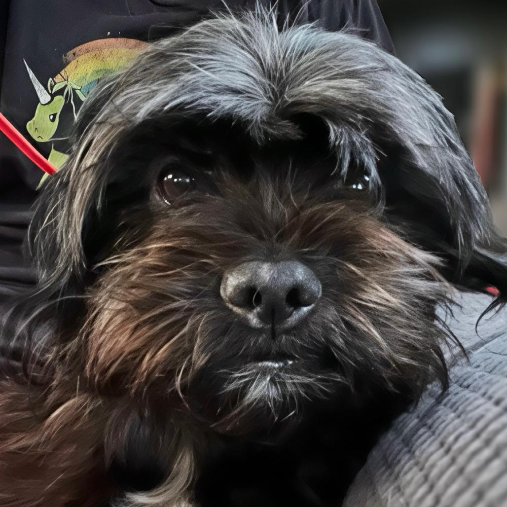 Ivy, a Adoptable Schnauzer in Benton City, WA image 1/4