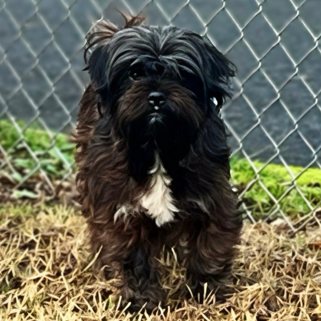 Ivy, a Adoptable Schnauzer in Benton City, WA image 2/4