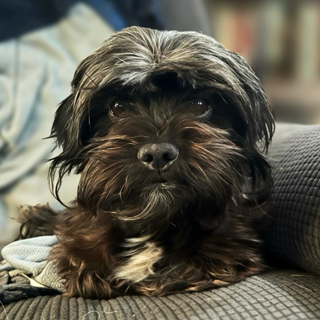 Ivy, a Adoptable Schnauzer in Benton City, WA image 3/4
