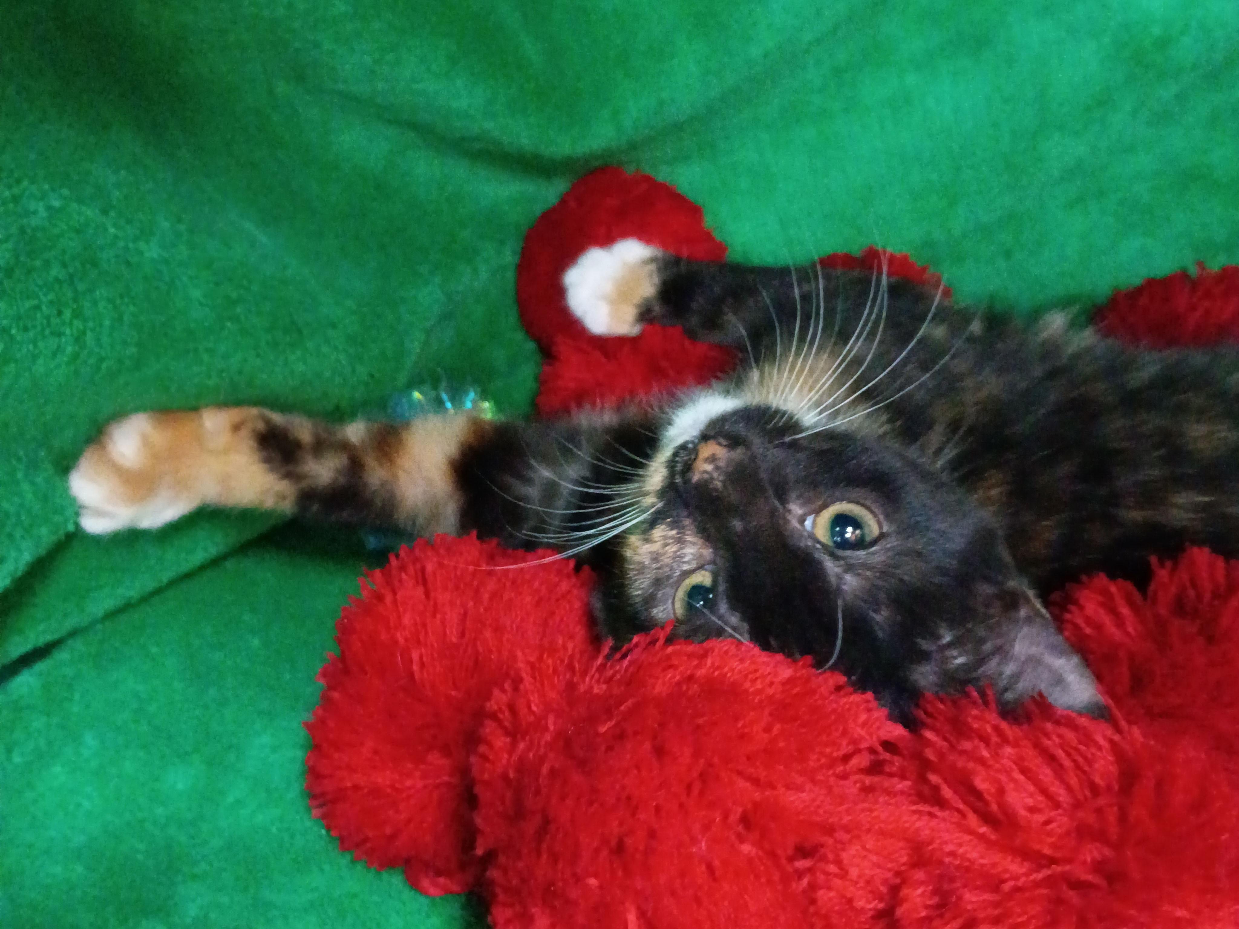 Uma Purrman, an adopted Domestic Short Hair in Morgantown, WV image 1/4