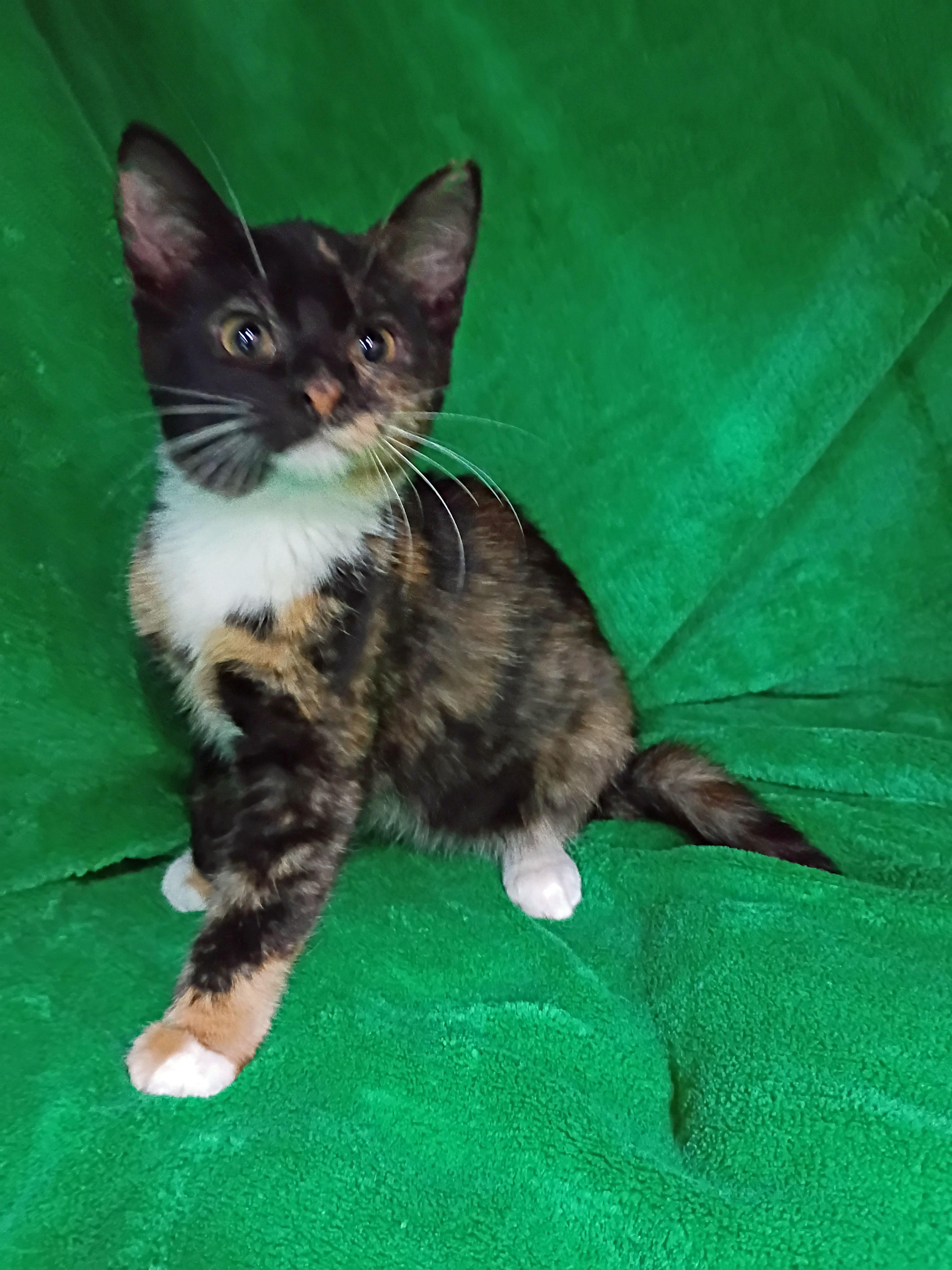 Uma Purrman, an adopted Domestic Short Hair in Morgantown, WV image 2/4