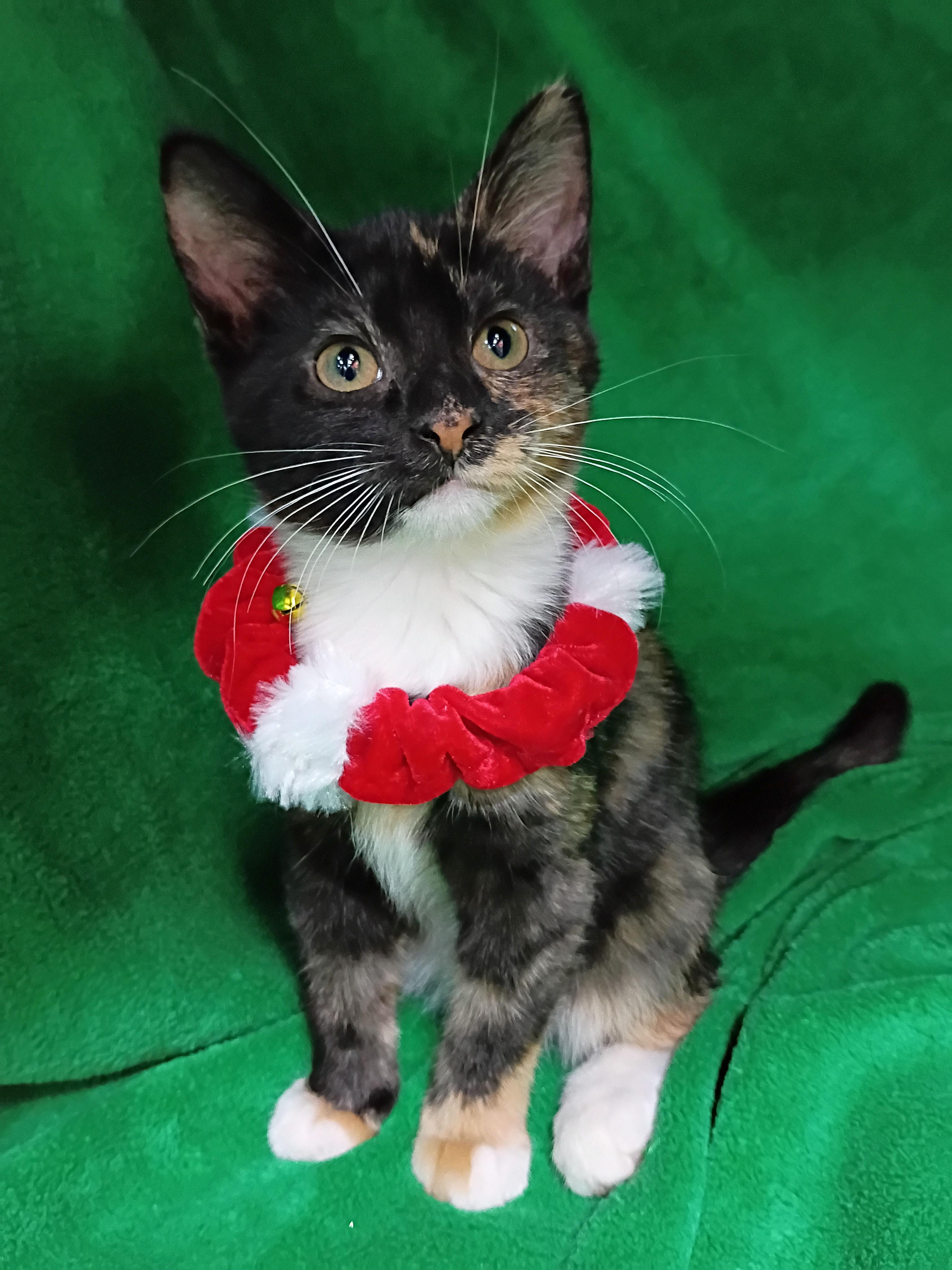 Uma Purrman, an adopted Domestic Short Hair in Morgantown, WV image 3/4