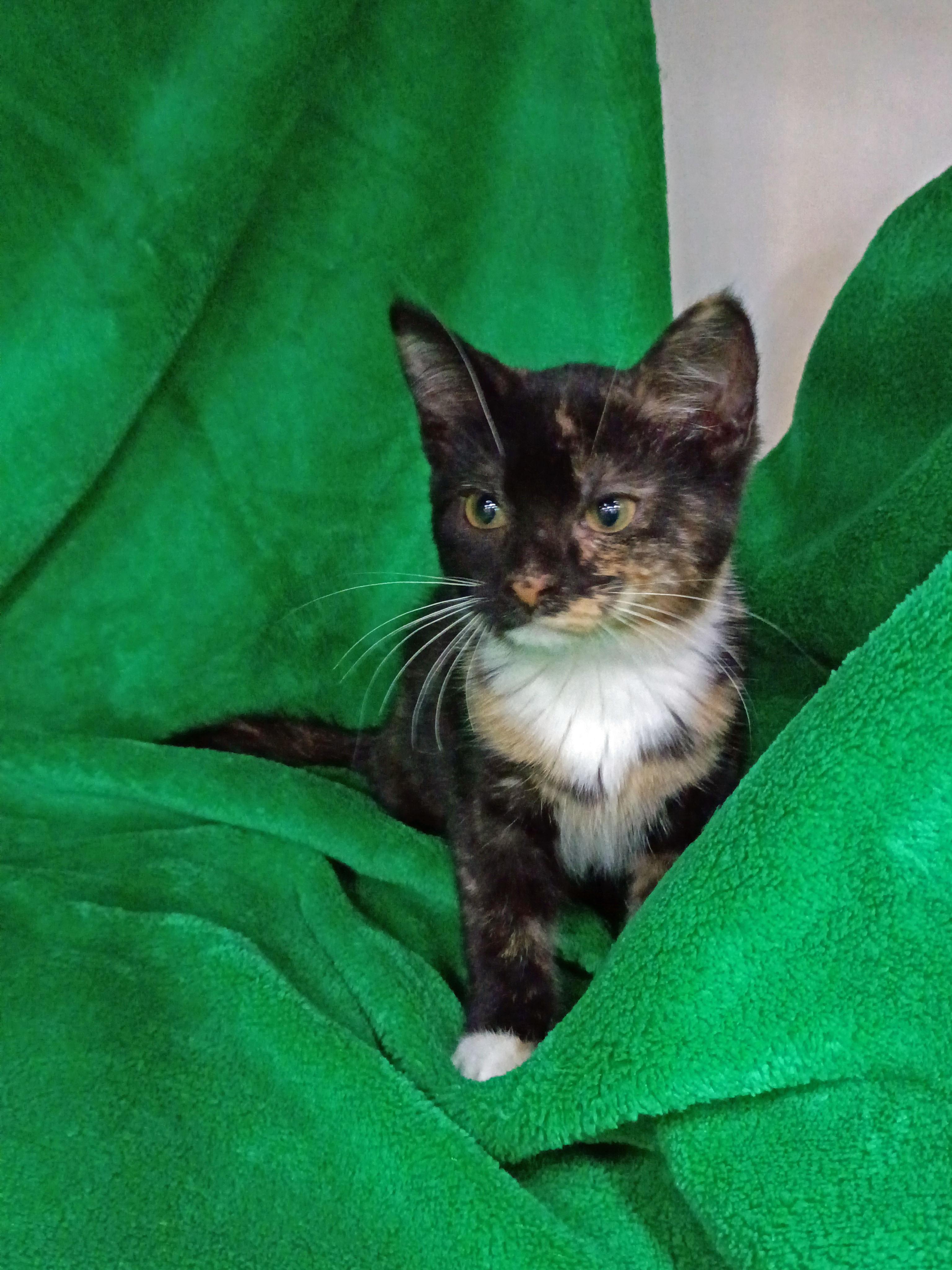 Uma Purrman, an adopted Domestic Short Hair in Morgantown, WV image 4/4