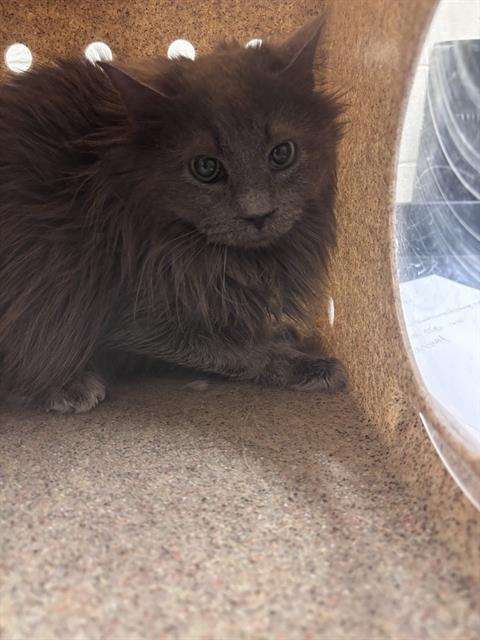 Enlarge DUST BUNNY SUPREME, a Adoptable Domestic Long Hair in West Valley City, UT image 1/1