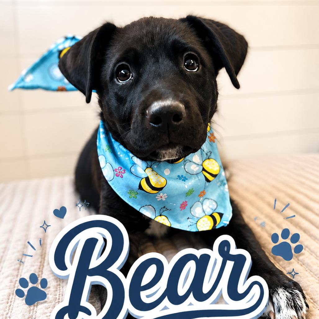 Enlarge Bear, a Adoptable mixed breed in Sacramento, CA image 1/4