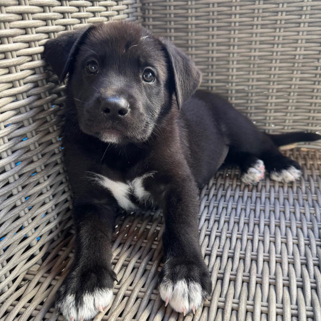 Enlarge Bear, a Adoptable mixed breed in Sacramento, CA image 4/4