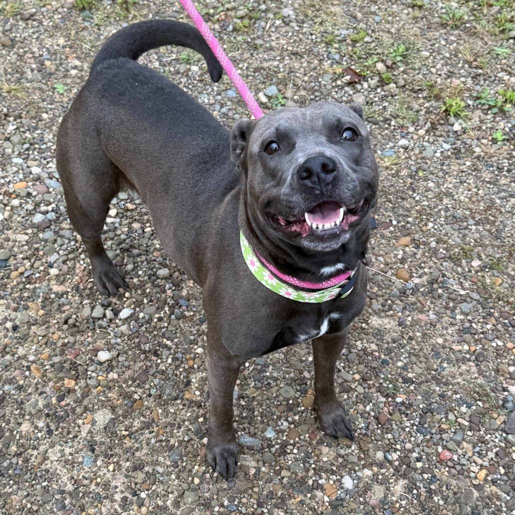 D26-078 Dolly (zero), a Adoptable Pit Bull Terrier in Franklin, PA image 1/3