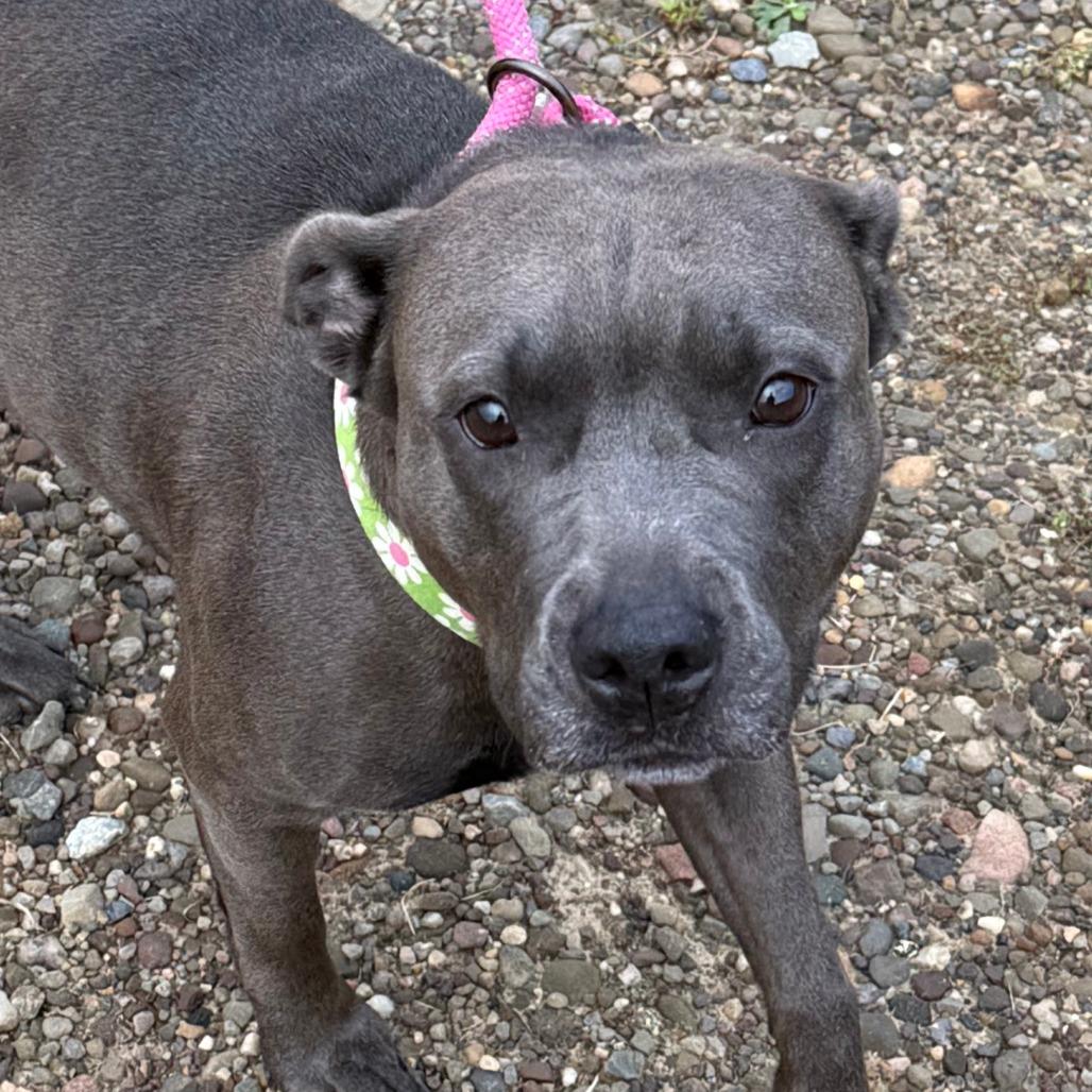 D26-078 Dolly (zero), a Adoptable Pit Bull Terrier in Franklin, PA image 2/3