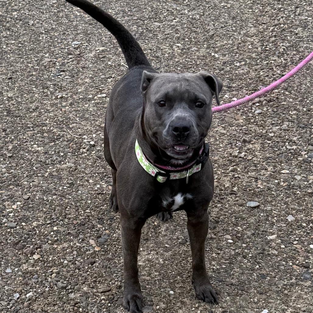D26-078 Dolly (zero), a Adoptable Pit Bull Terrier in Franklin, PA image 3/3