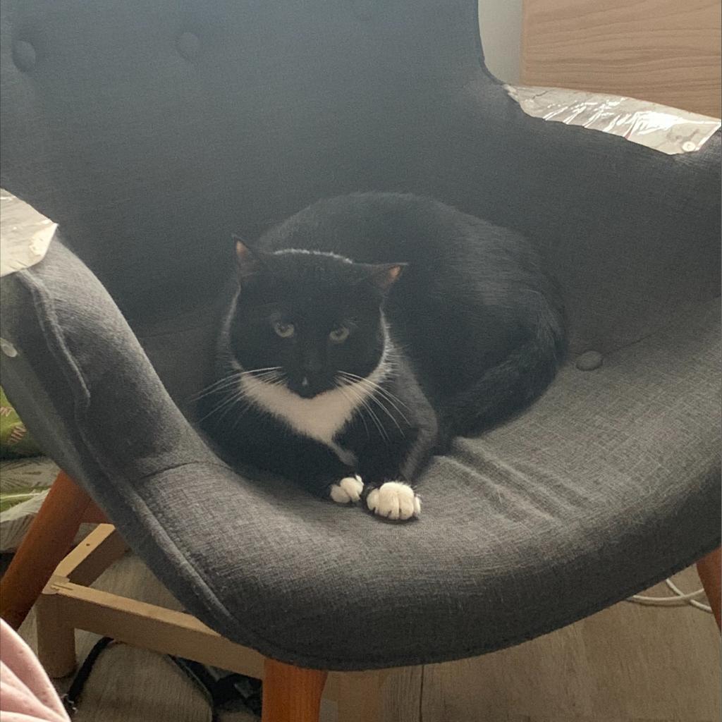 Sasappis (I Have a Secret Crush!), Adoptable, Adult Male Domestic Short Hair.