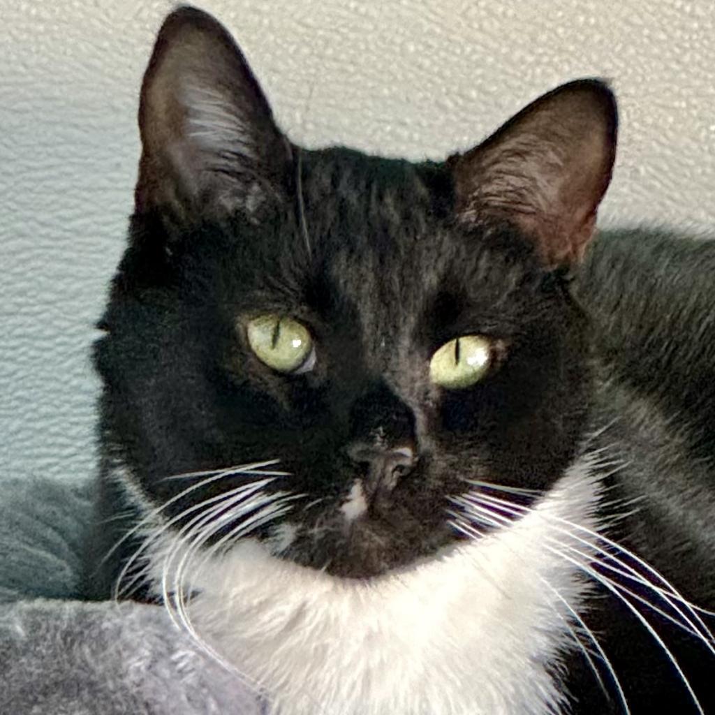 Enlarge Sasappis (I Have a Secret Crush!), a Adoptable mixed breed in Decatur, GA image 2/6