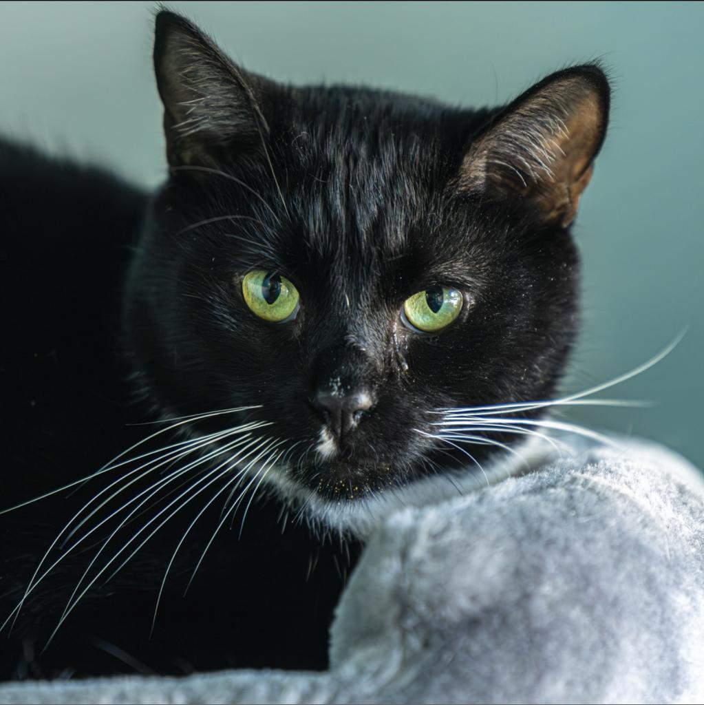 Enlarge Sasappis (I Have a Secret Crush!), a Adoptable mixed breed in Decatur, GA image 3/6