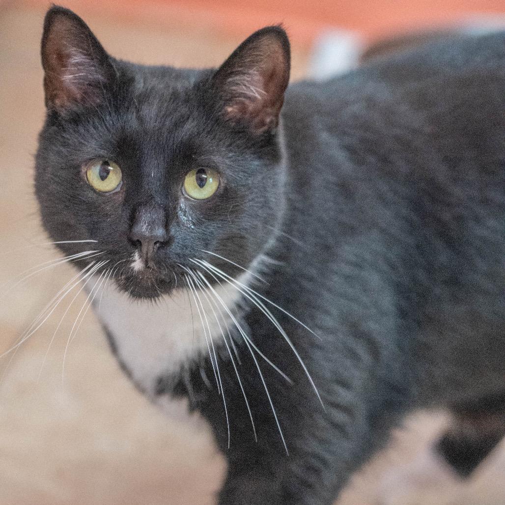 Enlarge Sasappis (I Have a Secret Crush!), a Adoptable mixed breed in Decatur, GA image 4/6