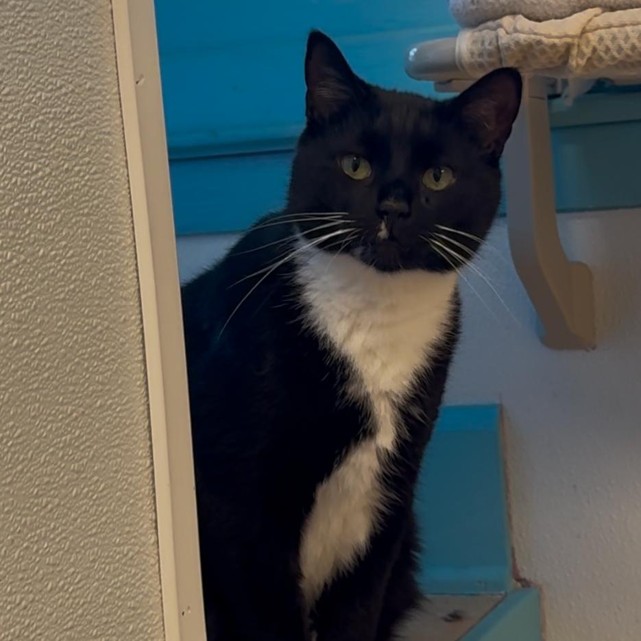 Enlarge Sasappis (I Have a Secret Crush!), a Adoptable mixed breed in Decatur, GA image 5/6