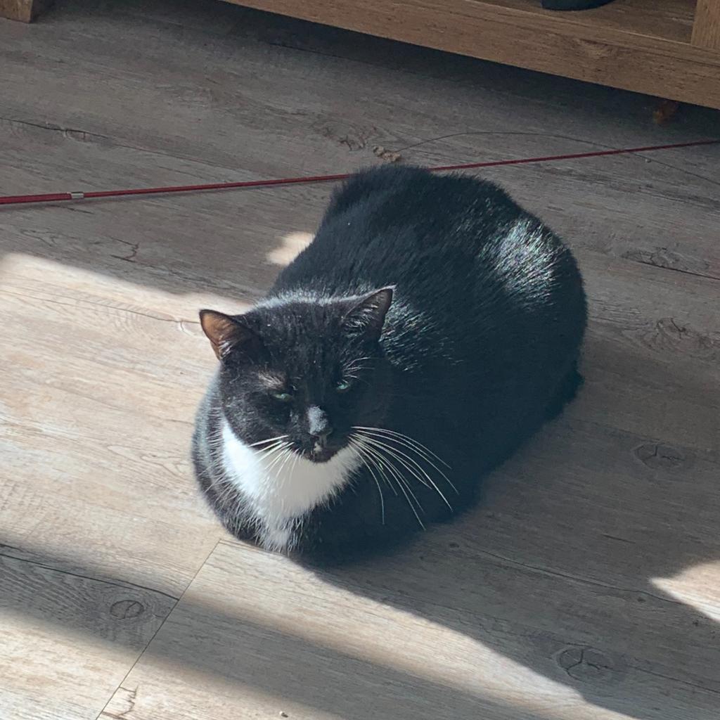 Enlarge Sasappis (I Have a Secret Crush!), a Adoptable mixed breed in Decatur, GA image 6/6