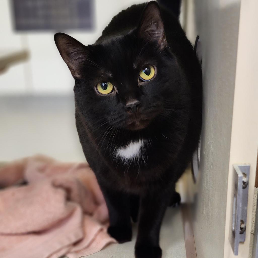Enlarge Cocoa (Holland Cat Cove), a Adoptable Domestic Short Hair in West Olive, MI image 1/6