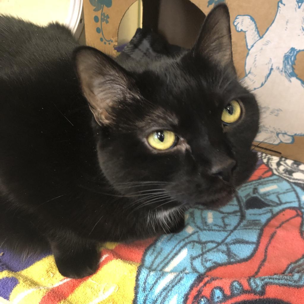 Enlarge Cocoa (Holland Cat Cove), a Adoptable Domestic Short Hair in West Olive, MI image 2/6