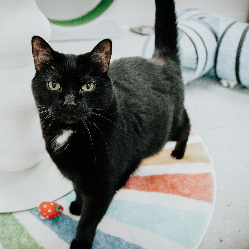 Enlarge Cocoa, a Adoptable Domestic Short Hair in West Olive, MI image 3/6