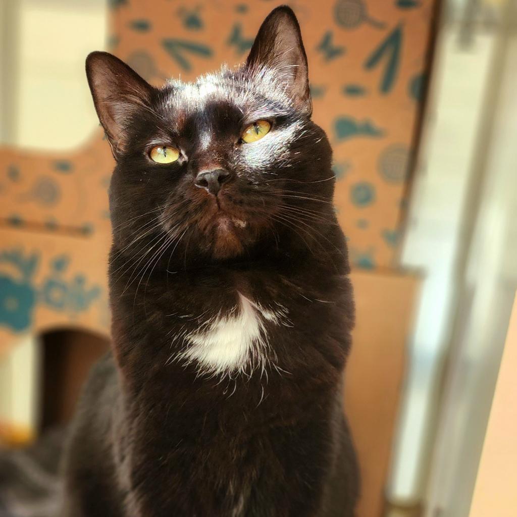 Enlarge Cocoa (Holland Cat Cove), a Adoptable Domestic Short Hair in West Olive, MI image 3/6