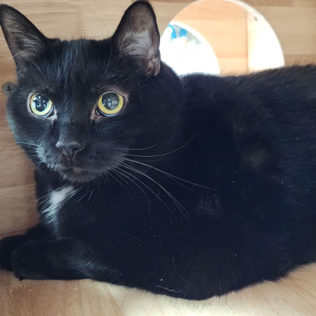 Enlarge Cocoa (Holland Cat Cove), a Adoptable Domestic Short Hair in West Olive, MI image 4/6