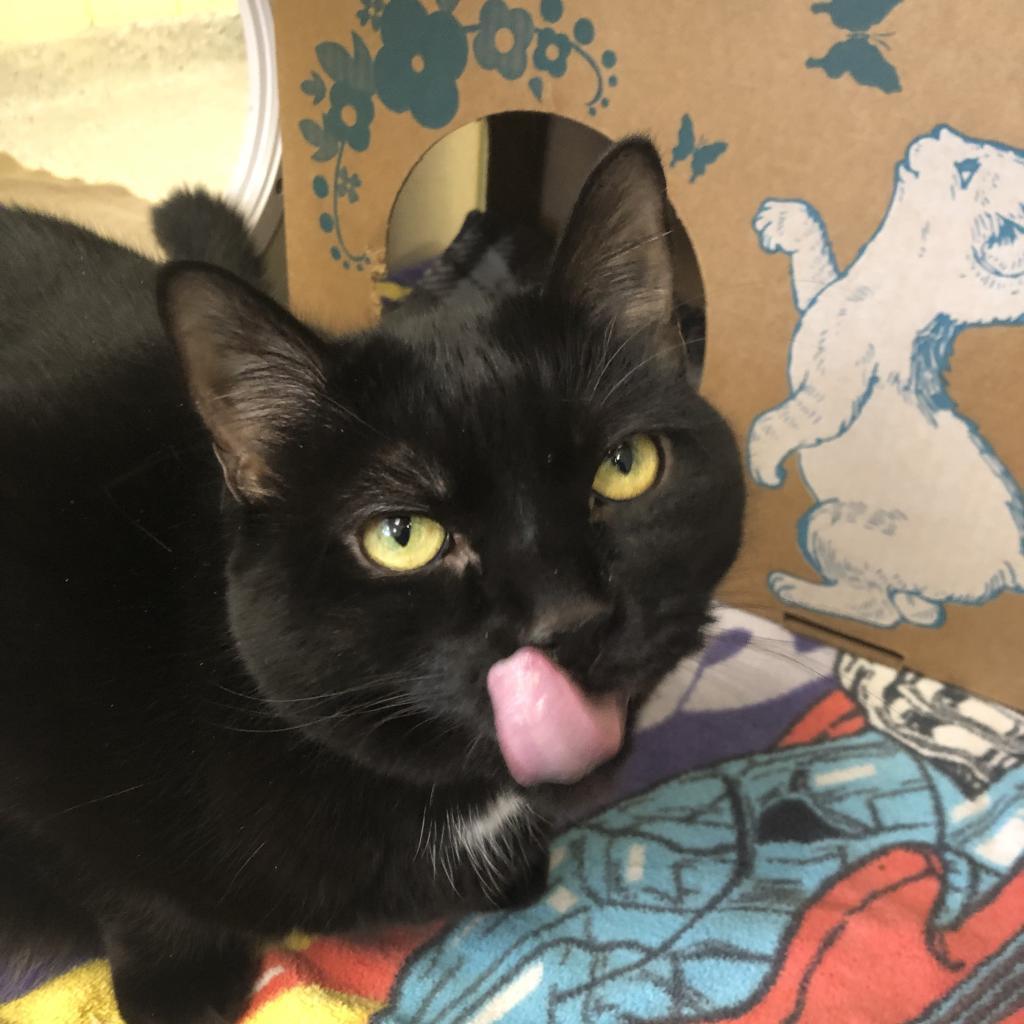 Enlarge Cocoa (Holland Cat Cove), a Adoptable Domestic Short Hair in West Olive, MI image 5/6