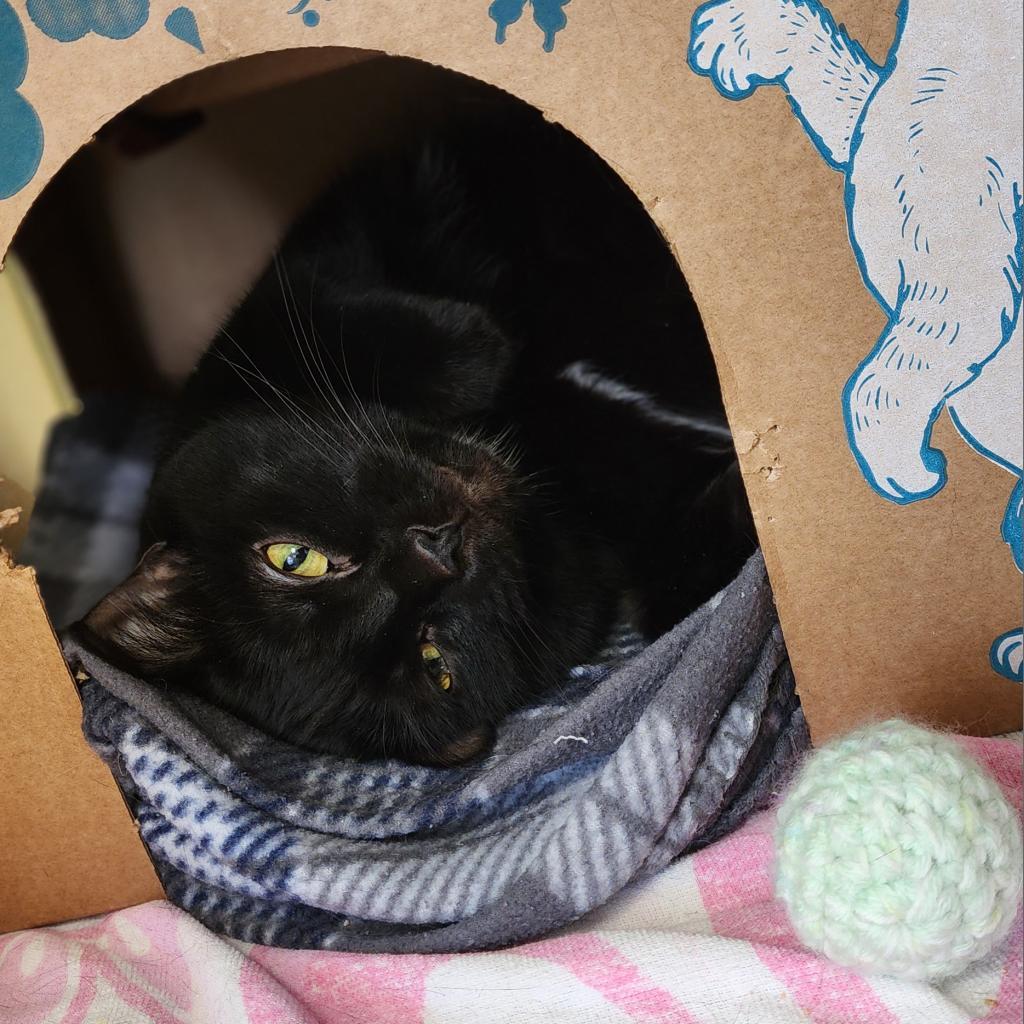 Enlarge Cocoa (Holland Cat Cove), a Adoptable Domestic Short Hair in West Olive, MI image 6/6