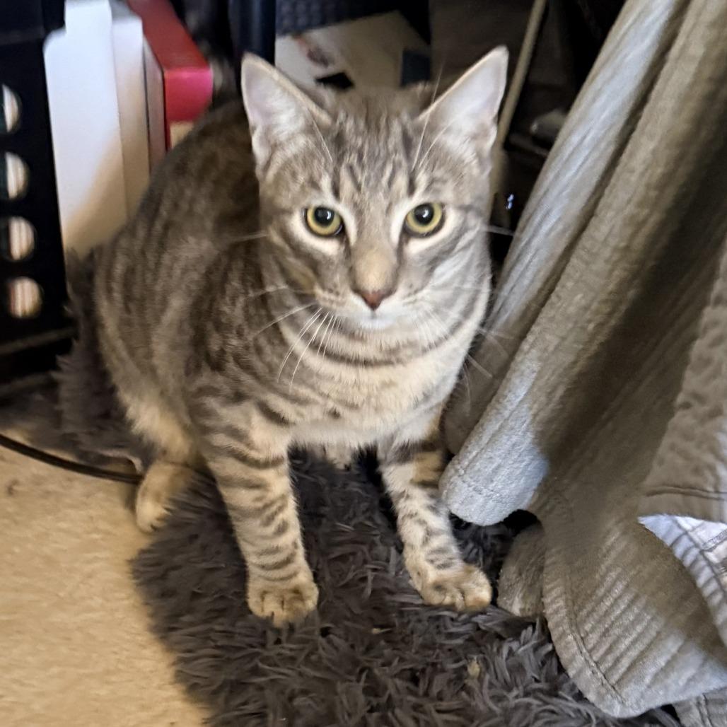 Enlarge DAIN, a Adoptable Domestic Short Hair in Point Richmond, CA image 1/3