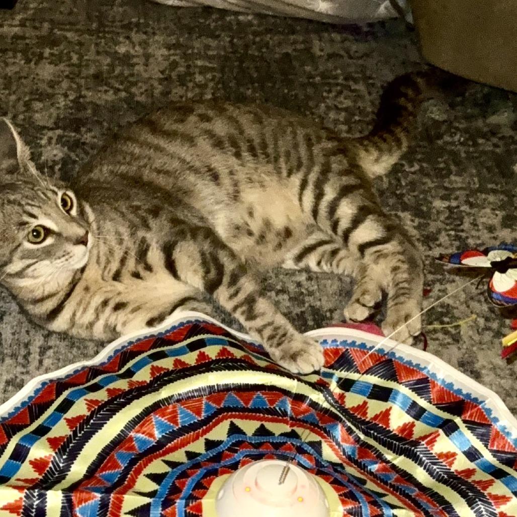 DAIN, Adoptable, Adult Male Domestic Short Hair.