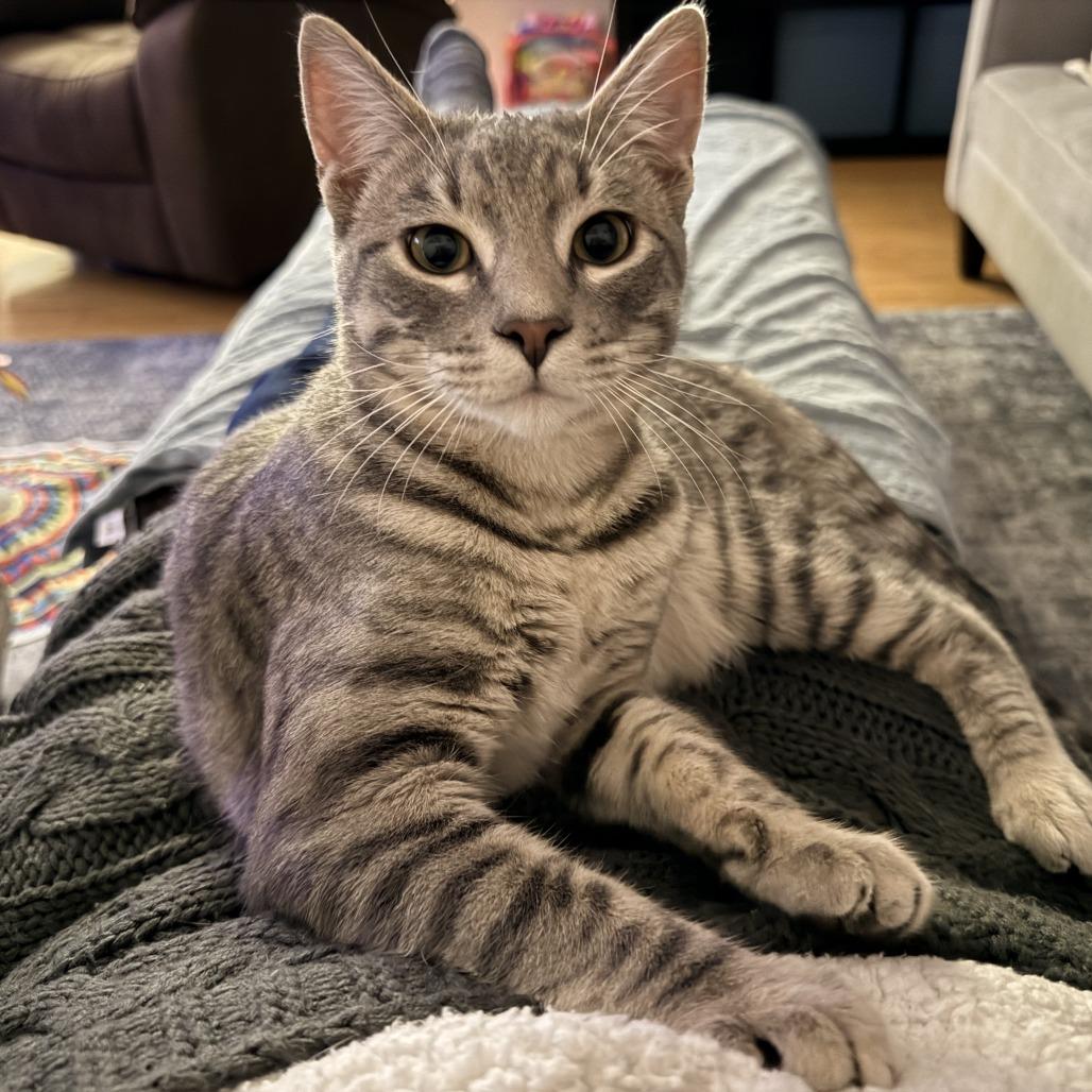 Enlarge DAIN, a Adoptable Domestic Short Hair in Point Richmond, CA image 3/3