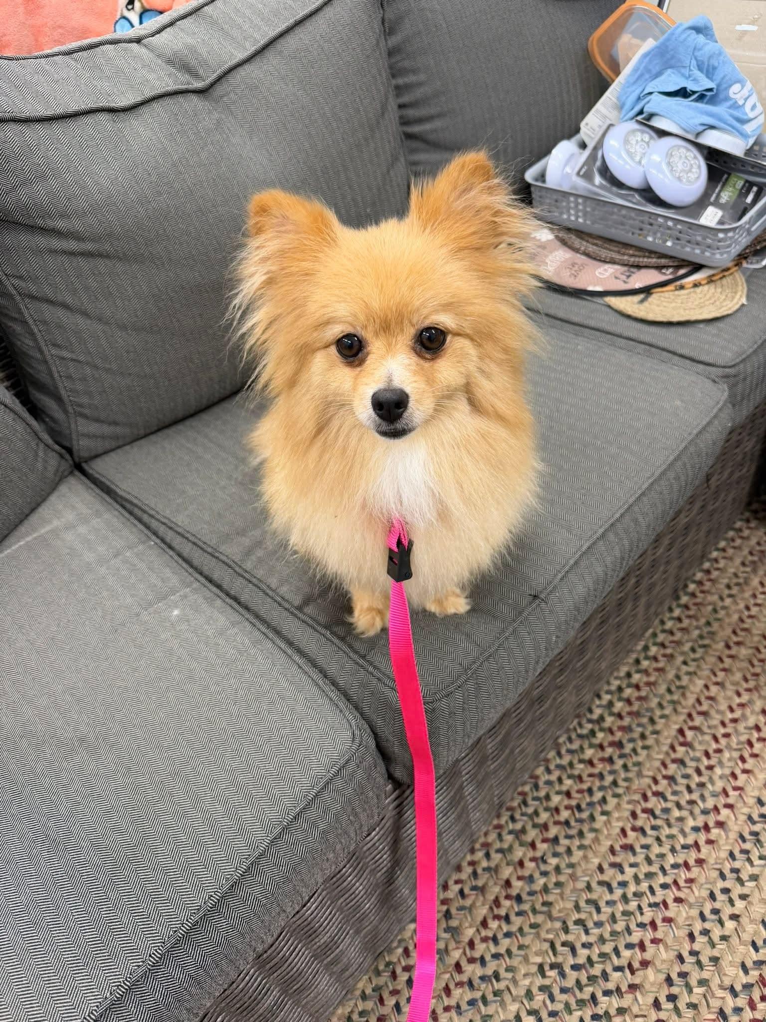 Enlarge Franny the Nanny, an adopted Pomeranian in Biloxi, MS image 1/1