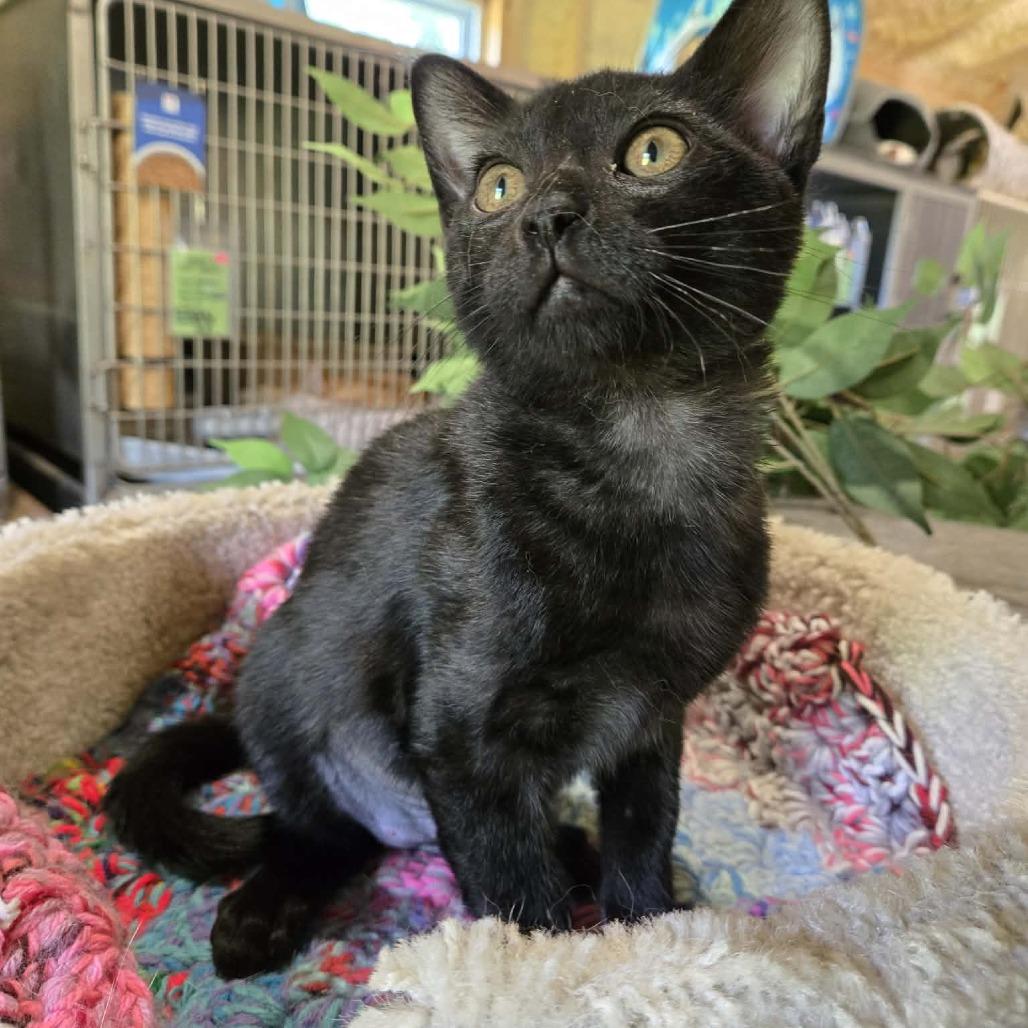 Enlarge Doc Martens, a Adoptable Domestic Short Hair in Park Falls, WI image 1/3