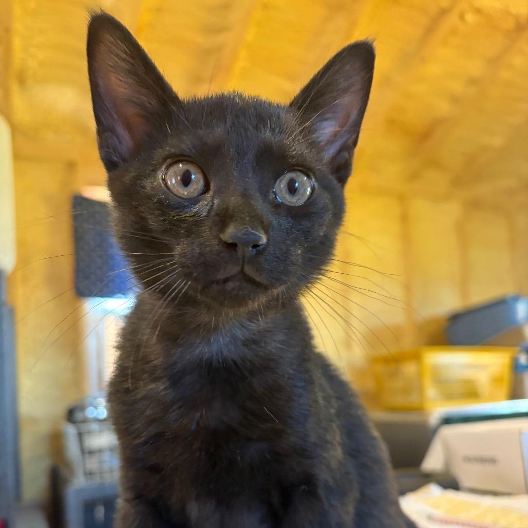 Enlarge Doc Martens, a Adoptable Domestic Short Hair in Park Falls, WI image 2/3
