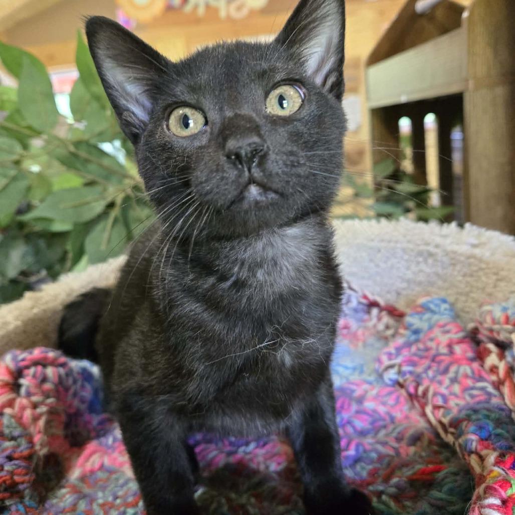Enlarge Doc Martens, a Adoptable Domestic Short Hair in Park Falls, WI image 3/3