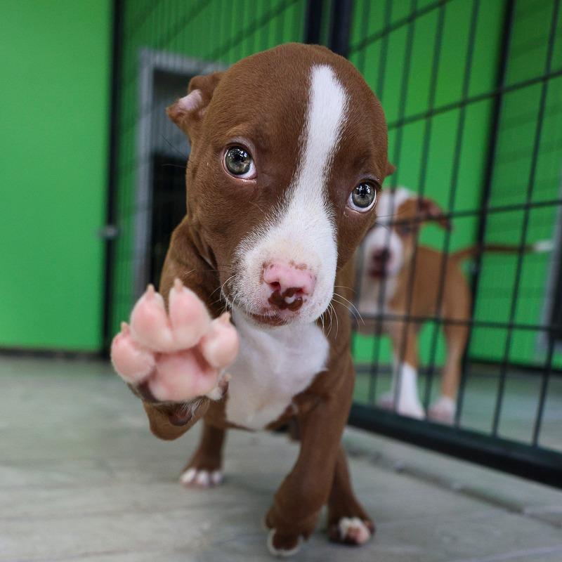 Enlarge Lizzie, a Adoptable Pit Bull Terrier in Bradenton, FL image 1/6