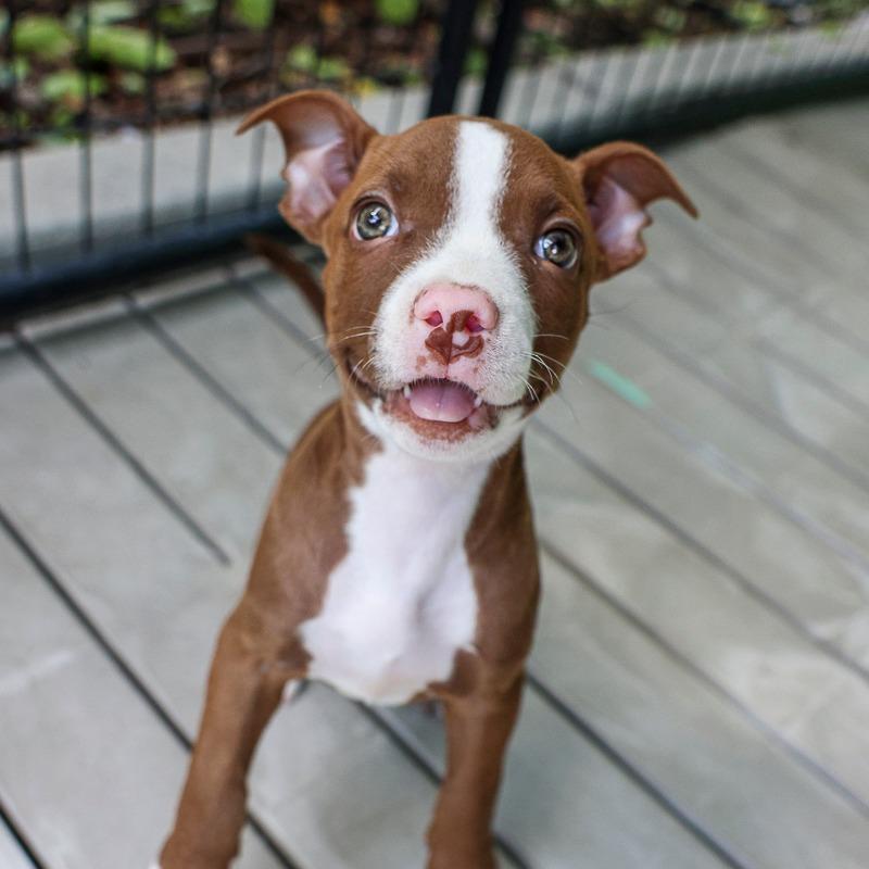Enlarge Lizzie, a Adoptable Pit Bull Terrier in Bradenton, FL image 2/6