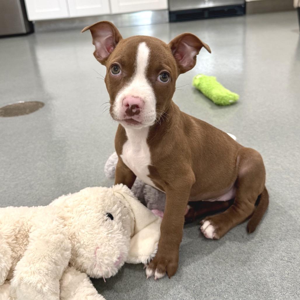 Enlarge Lizzie, a Adoptable Pit Bull Terrier in Bradenton, FL image 3/6