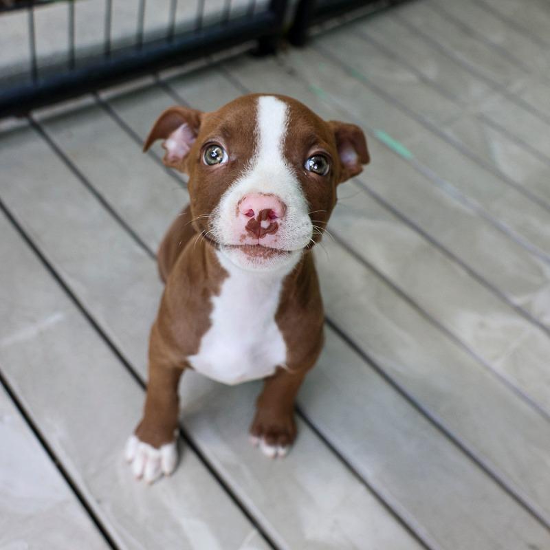 Enlarge Lizzie, a Adoptable Pit Bull Terrier in Bradenton, FL image 4/6