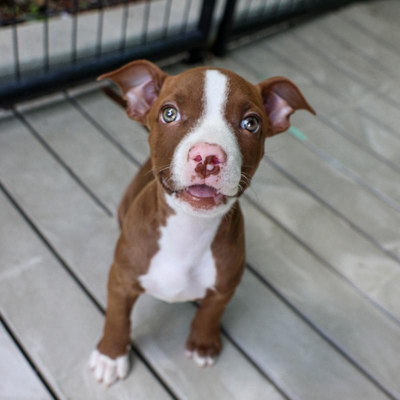 Enlarge Lizzie, a Adoptable Pit Bull Terrier in Bradenton, FL image 5/6