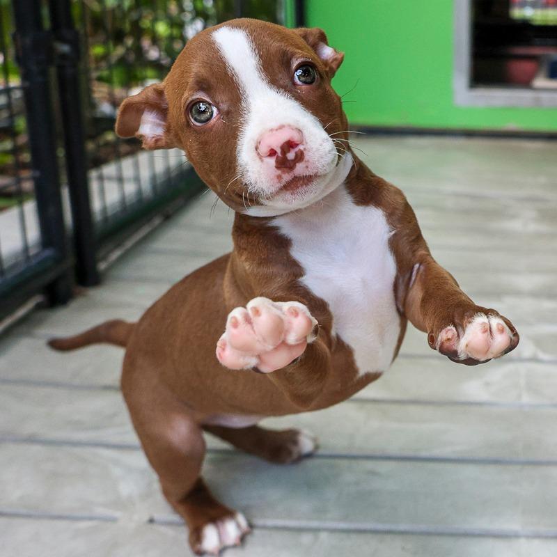 Enlarge Lizzie, a Adoptable Pit Bull Terrier in Bradenton, FL image 6/6
