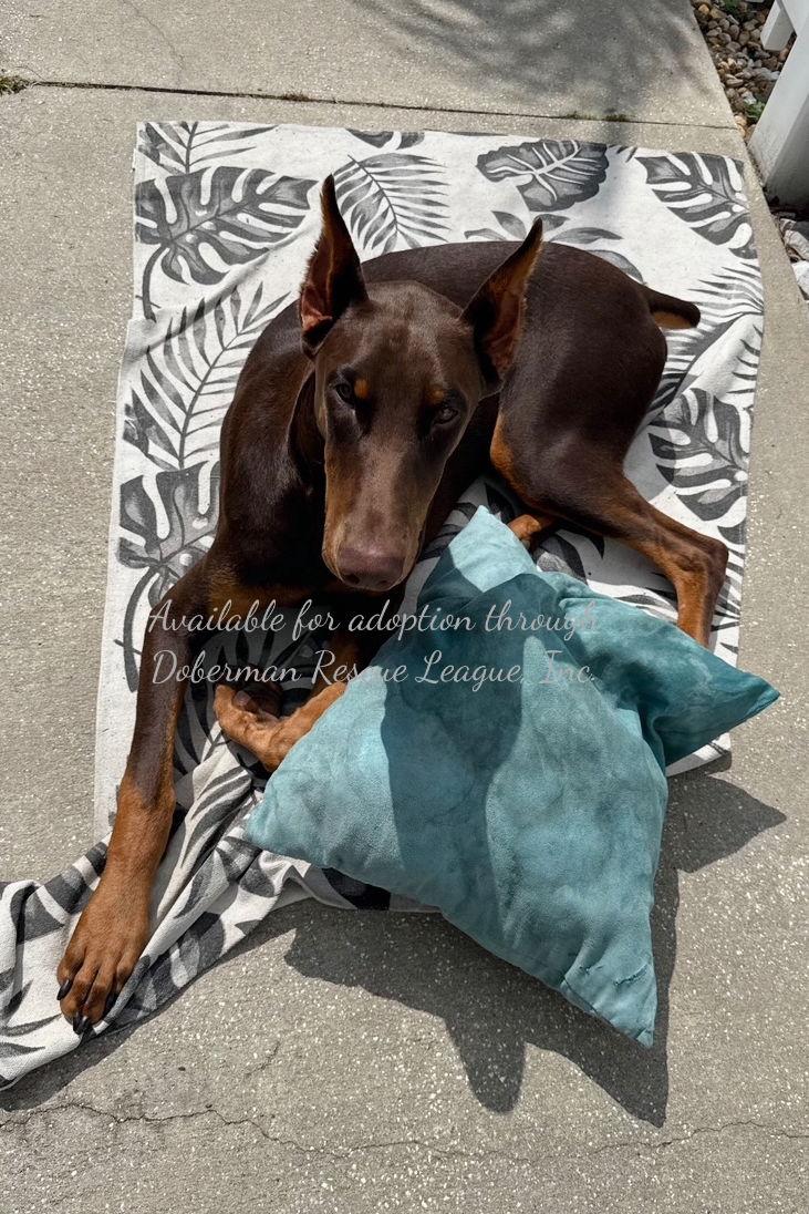 Kane 3409, Adopted, Young Male Doberman Pinscher.