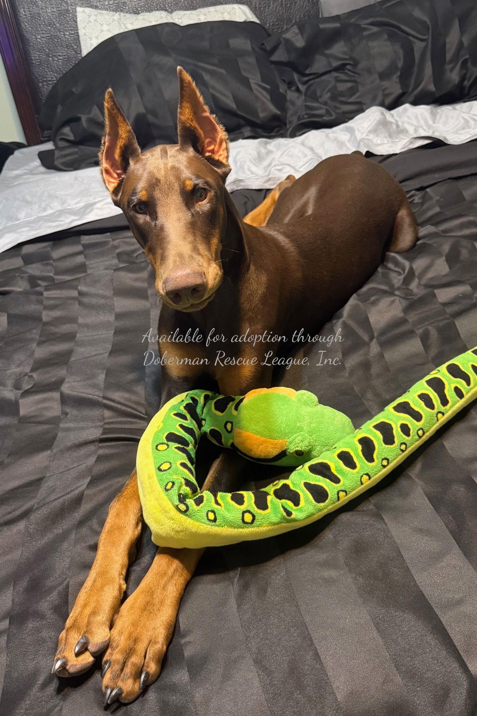 Kane 3409, a Adopted Doberman Pinscher in Oakland Park, FL image 2/3