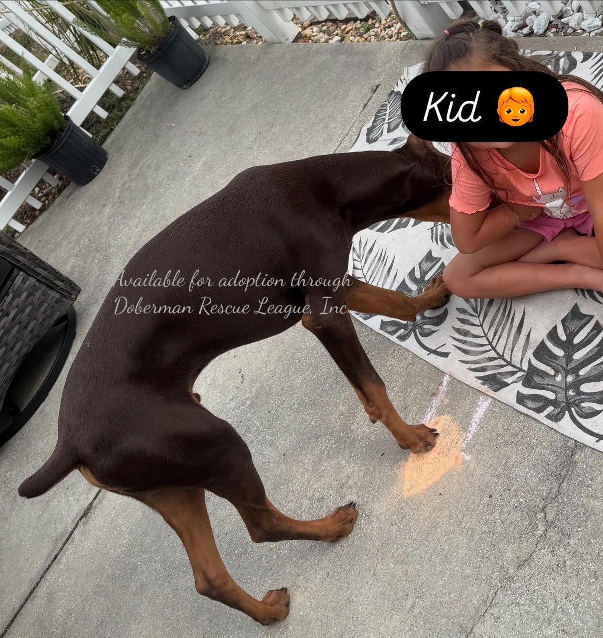 Kane 3409, a Adopted Doberman Pinscher in Oakland Park, FL image 3/3